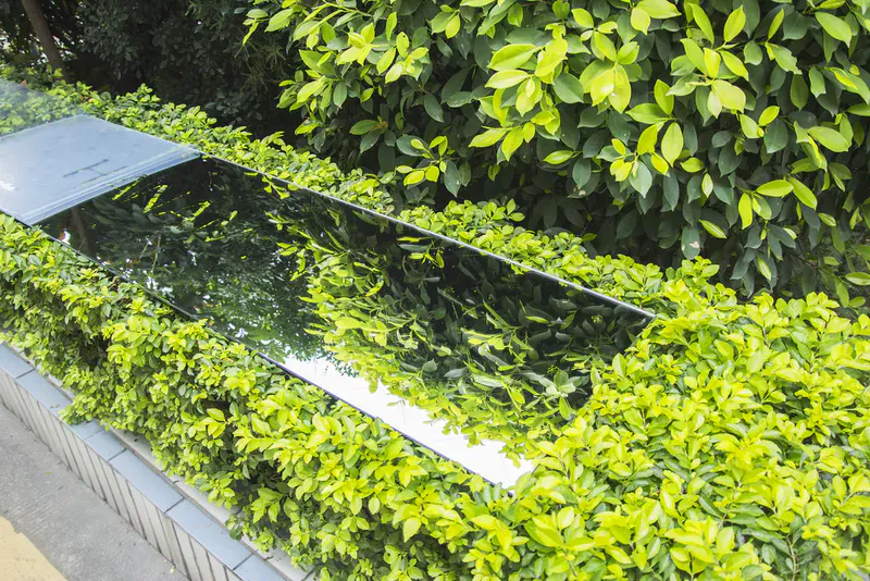 A large acrylic mirror sheet presses down on the plants